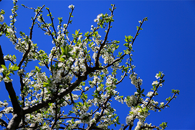 Fiori di melo