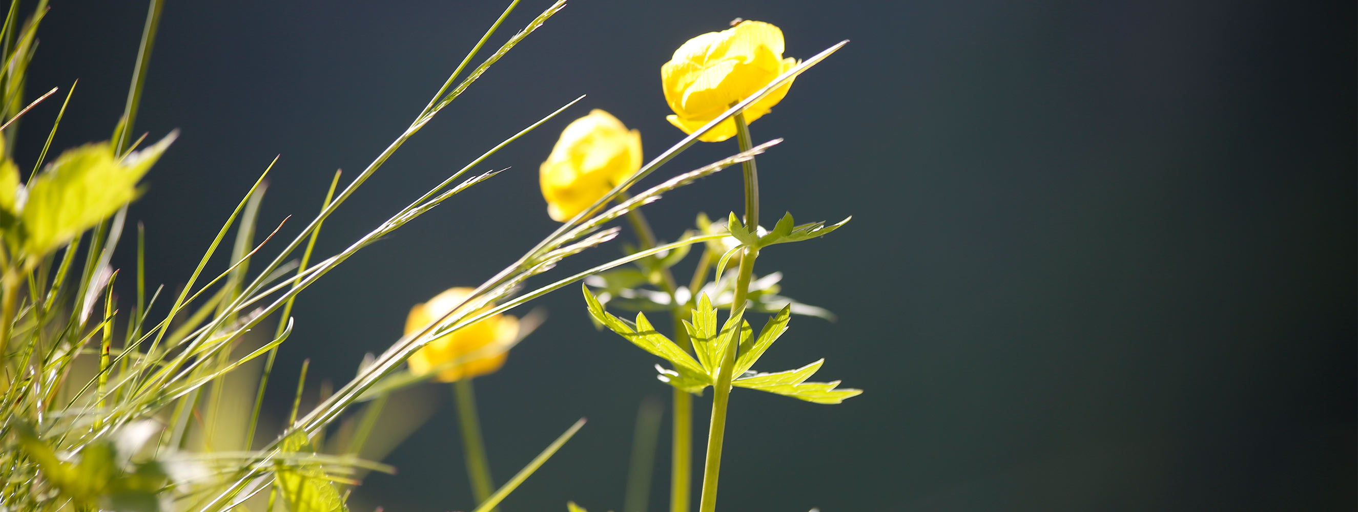 Frühlingsblumen