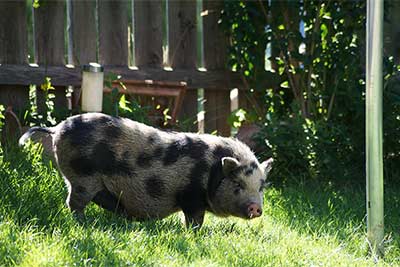 Hängebauchschwein