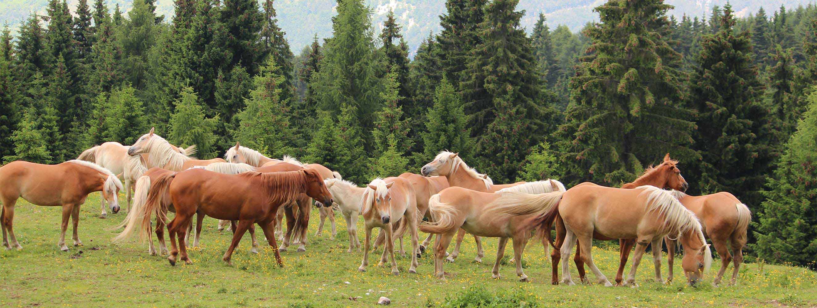 Besonderheiten in Mölten und Umgebung