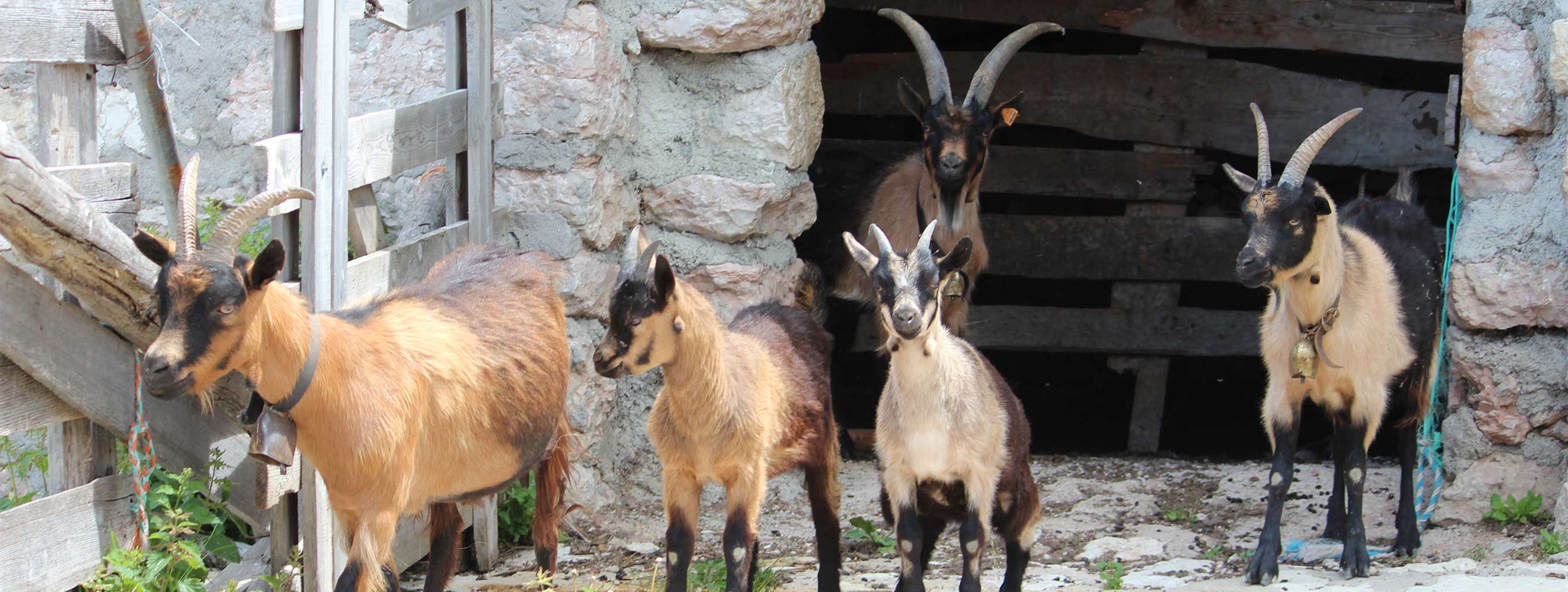 Tiere am Neu-Schötzerhof