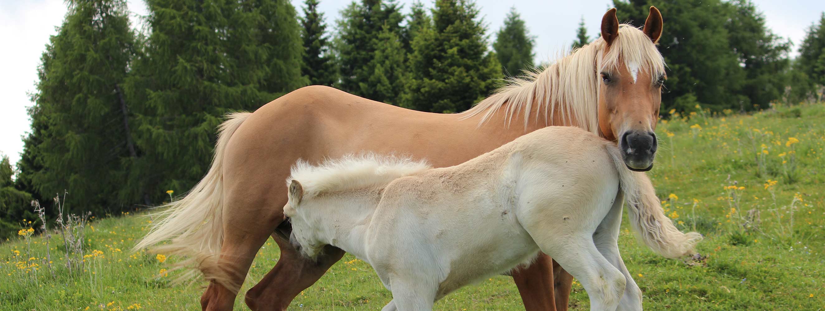 Animali al Maso Neu-Schötzerhof