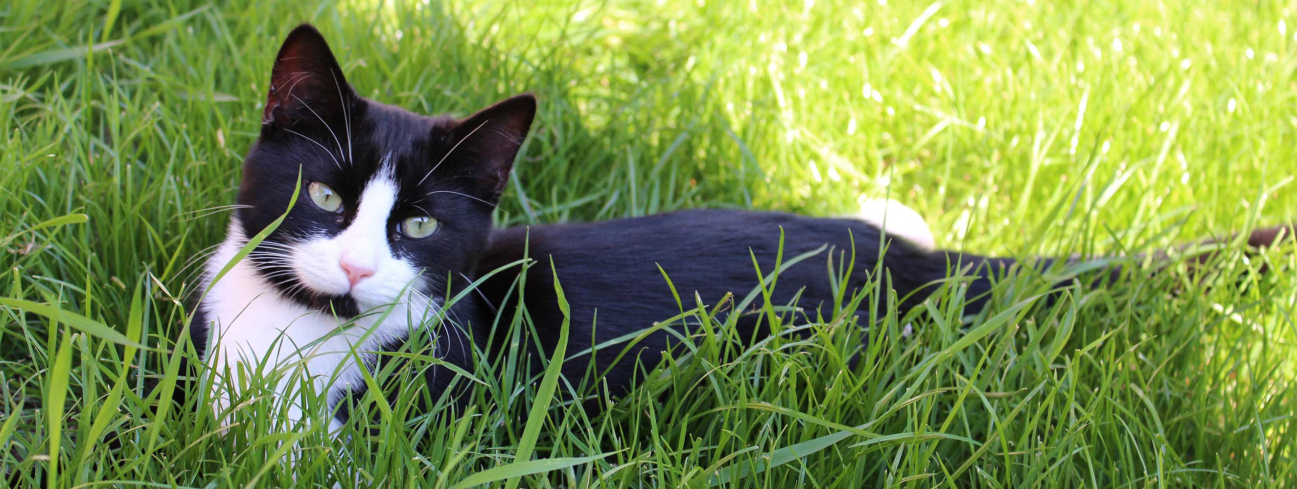 Tiere am Neu-Schötzerhof