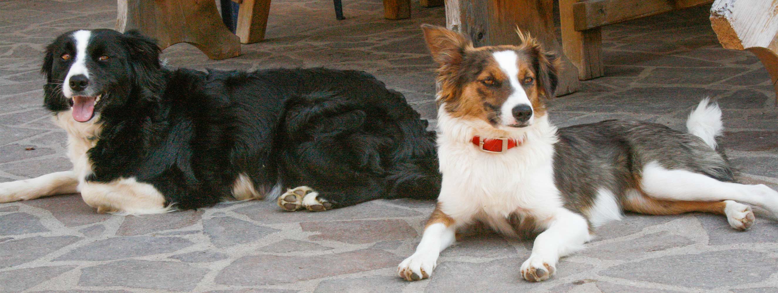 Tiere am Neu-Schötzerhof